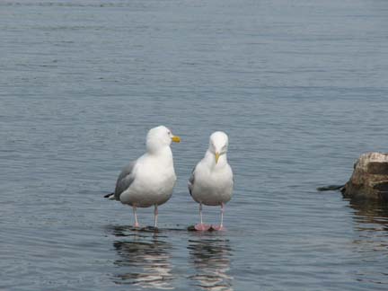 Upstart Gulls